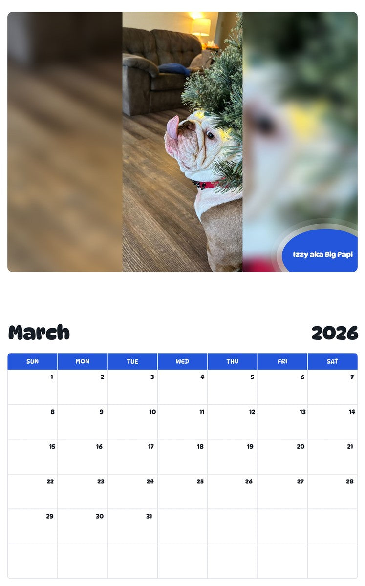November 2025 - October 2026 Izzy aka Big Papi - Pawidols Pet Calendar