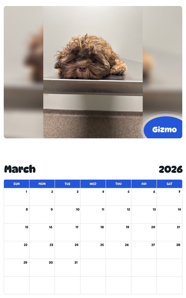 November 2025 - October 2026 Gizmo - Pawidols Pet Calendar
