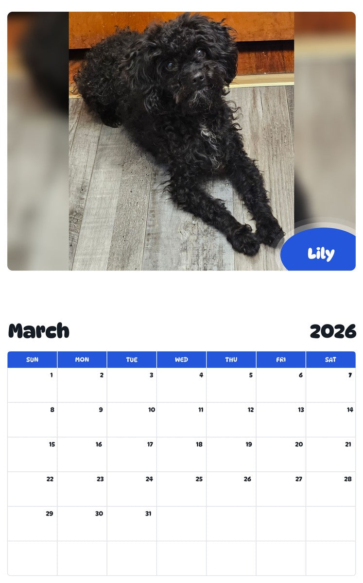 November 2025 - October 2026 Lily - Pawidols Pet Calendar
