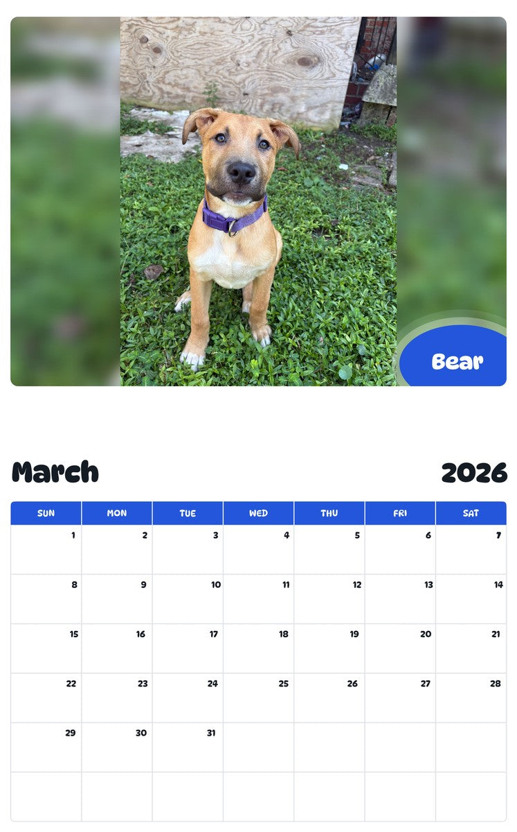 November 2025 - October 2026 Bear - Pawidols Pet Calendar