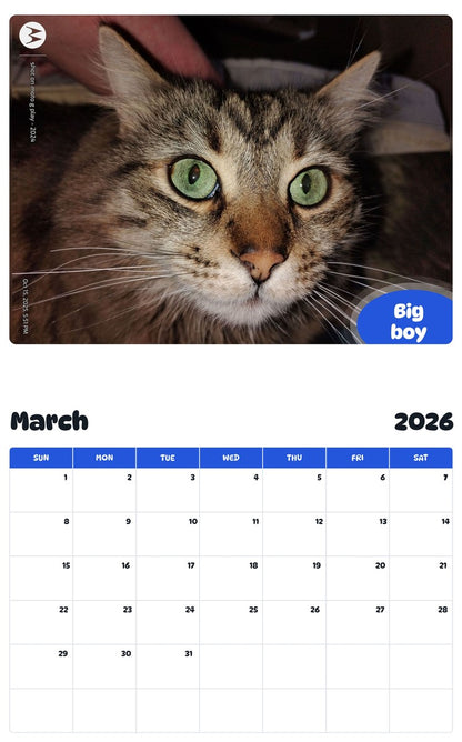 November 2025 - October 2026 Big boy - Pawidols Pet Calendar
