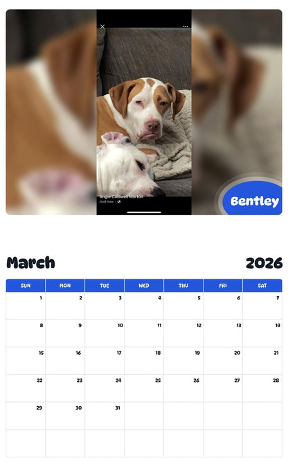 November 2025 - October 2026 Bentley - Pawidols Pet Calendar
