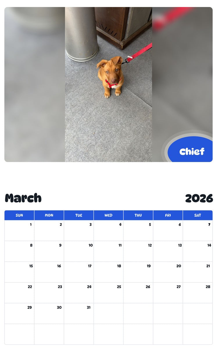 November 2025 - October 2026 Chief - Pawidols Pet Calendar
