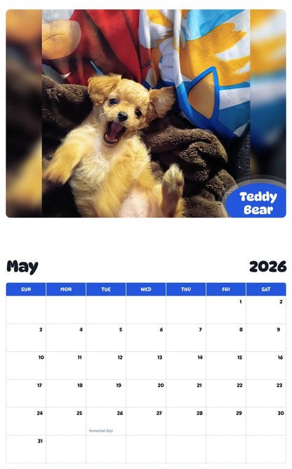 2026 - 2027 Teddy Bear - Pawidols Pet Calendar