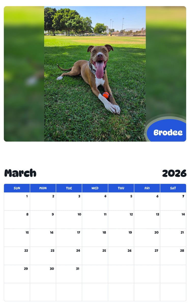 November 2025 - October 2026 Brodee - Pawidols Pet Calendar