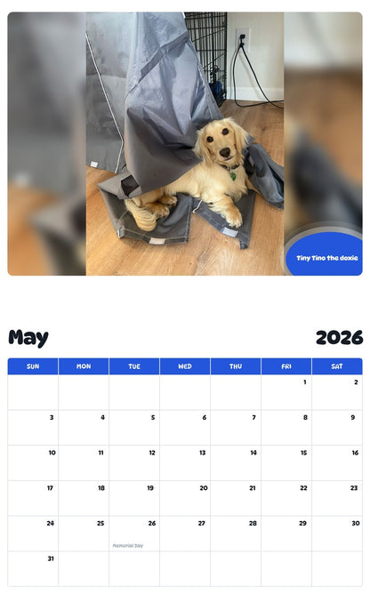 2026 - 2027 Tiny Tino the doxie - Pawidols Pet Calendar
