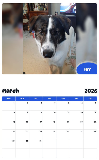 November 2025 - October 2026 IVY - Pawidols Pet Calendar