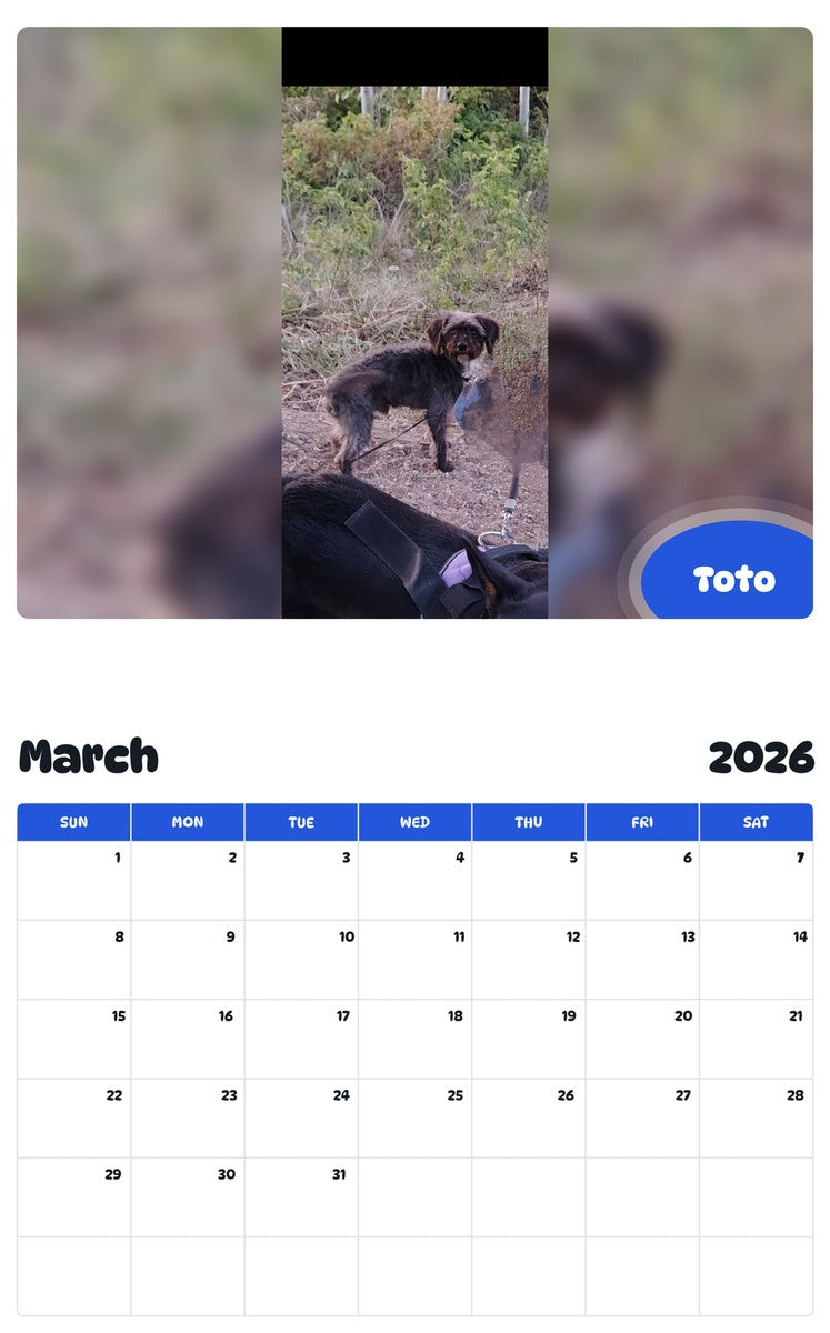 November 2025 - October 2026 Toto - Pawidols Pet Calendar