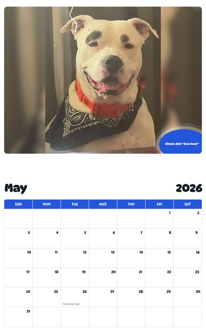 2026 - 2027 Khaos AKA “Boo Bear” - Pawidols Pet Calendar