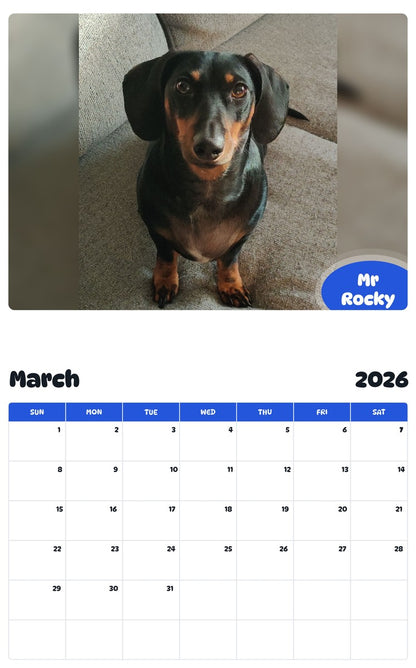 November 2025 - October 2026 Mr Rocky - Pawidols Pet Calendar