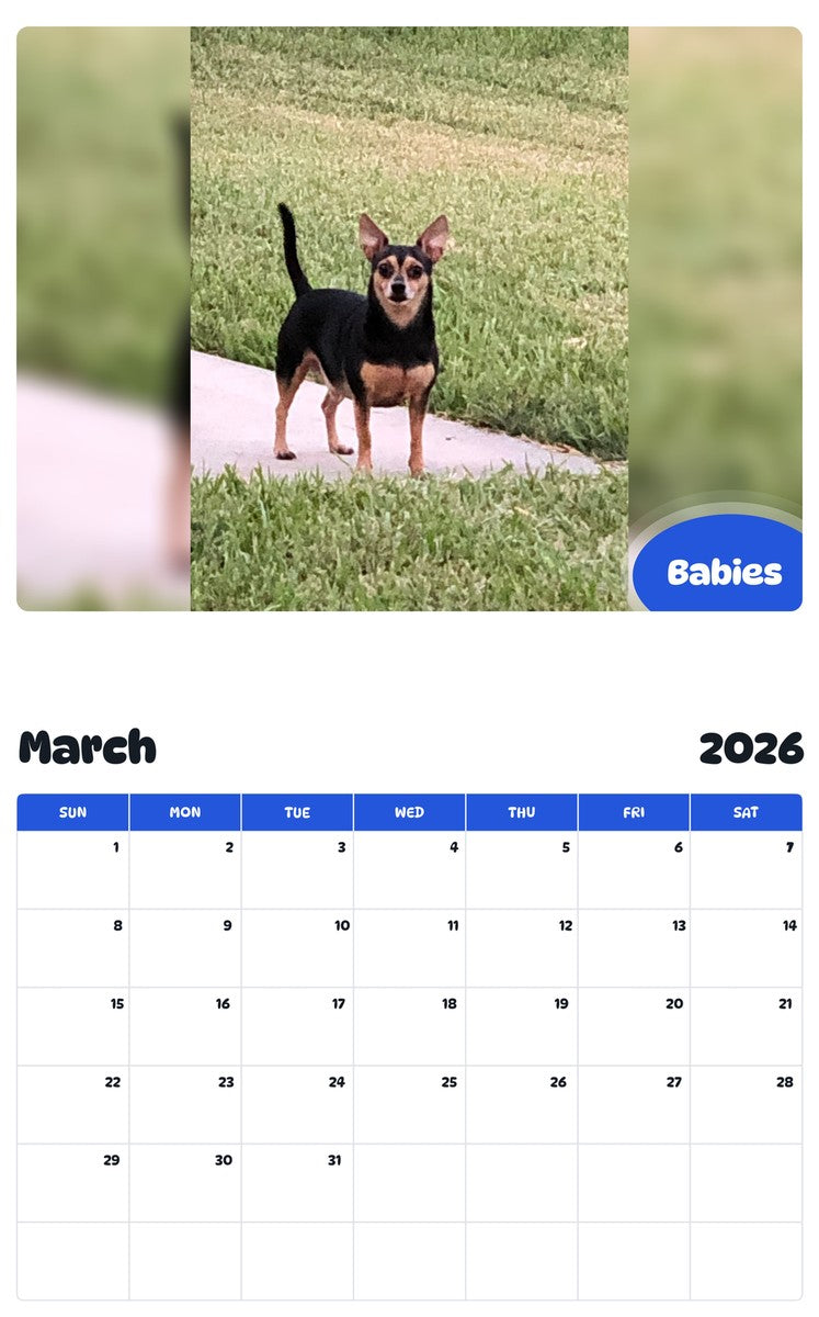 November 2025 - October 2026 Babies - Pawidols Pet Calendar