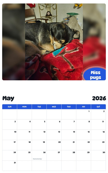 2026 - 2027 Miss pugs - Pawidols Pet Calendar