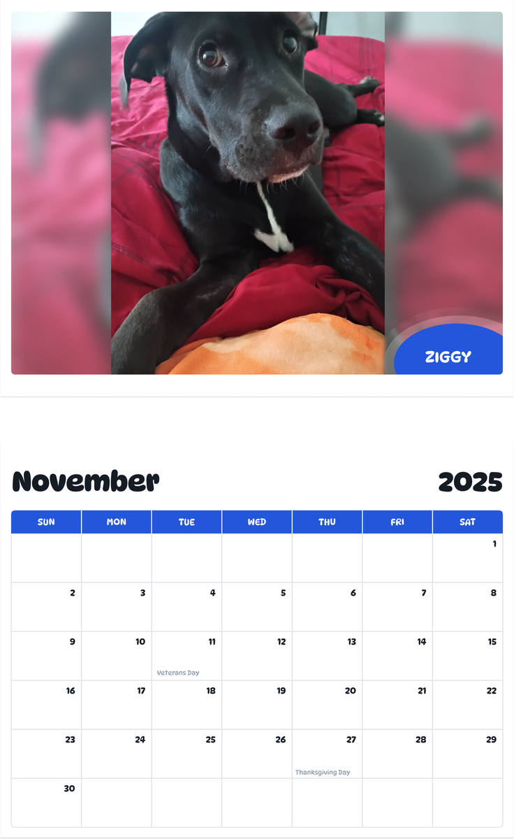 July 2025 - June 2026 Ziggy - Pawidols Pet Calendar