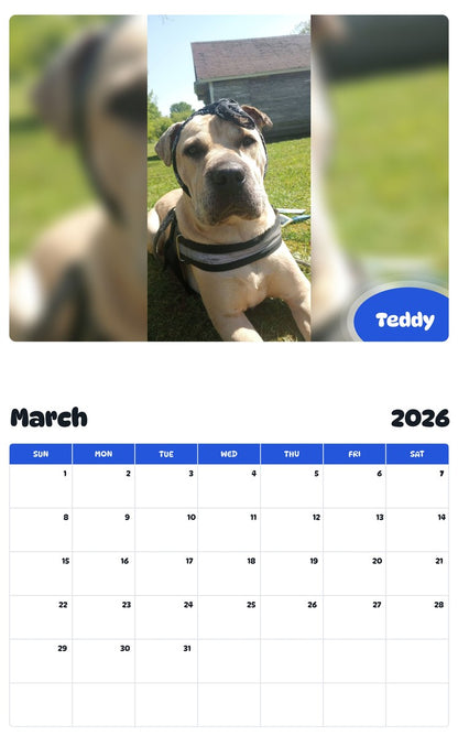 November 2025 - October 2026 Teddy - Pawidols Pet Calendar