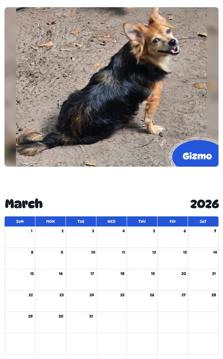 November 2025 - October 2026 Gizmo - Pawidols Pet Calendar
