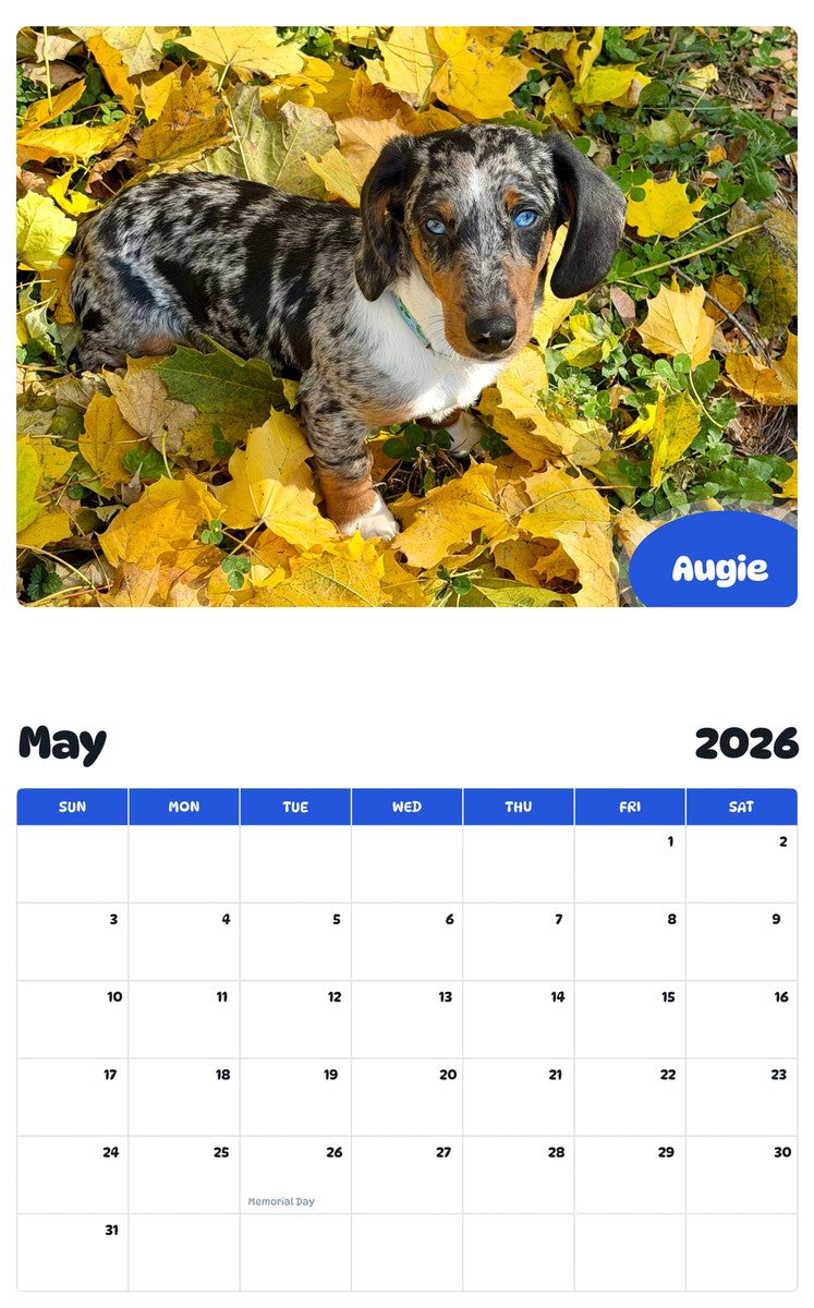 2026 - 2027 Augie - Pawidols Pet Calendar