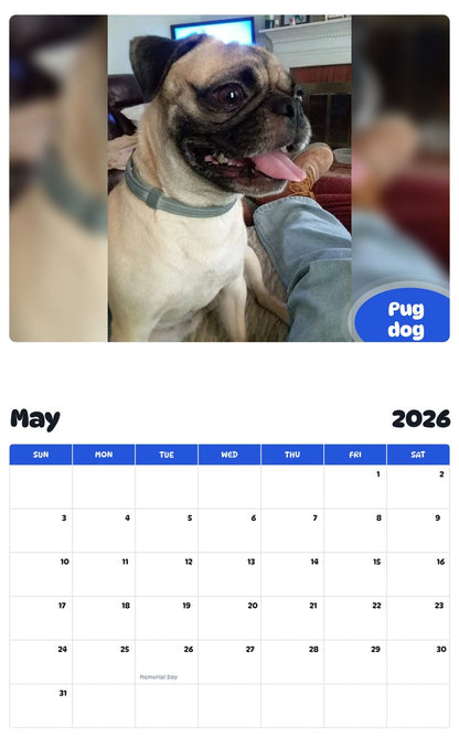 2026 - 2027 Pug dog - Pawidols Pet Calendar