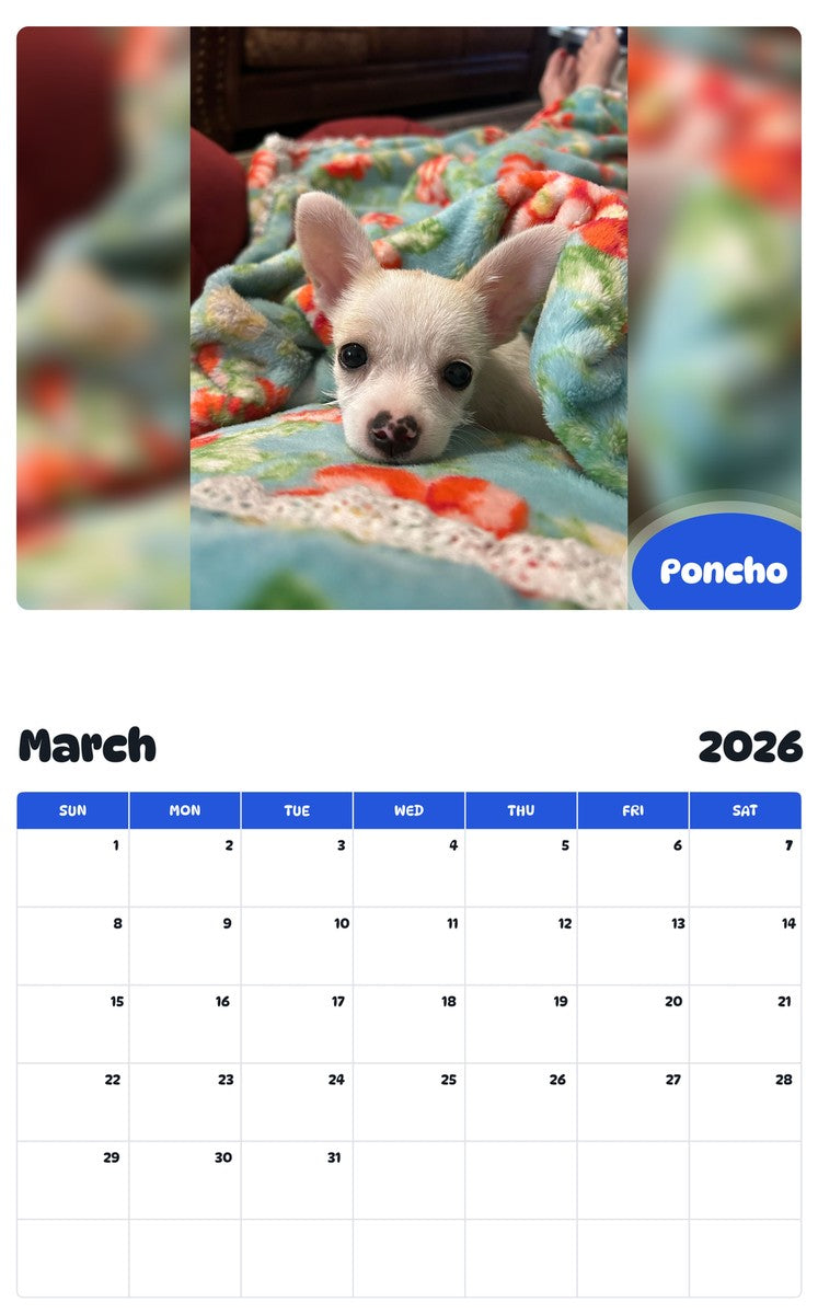 November 2025 - October 2026 Poncho - Pawidols Pet Calendar
