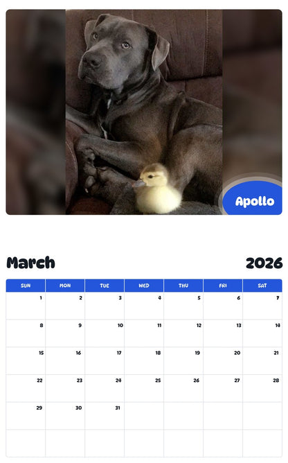 November 2025 - October 2026 Apollo - Pawidols Pet Calendar