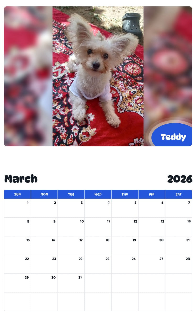 November 2025 - October 2026 Teddy - Pawidols Pet Calendar