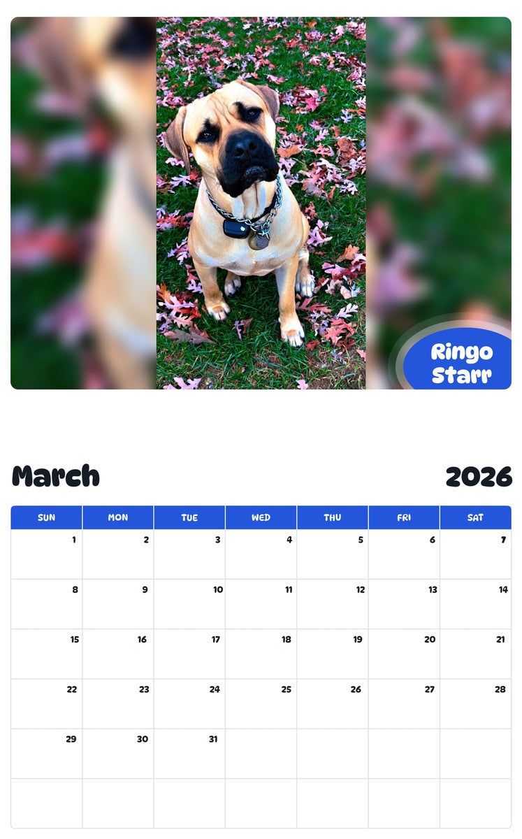 November 2025 - October 2026 Ringo Starr - Pawidols Pet Calendar