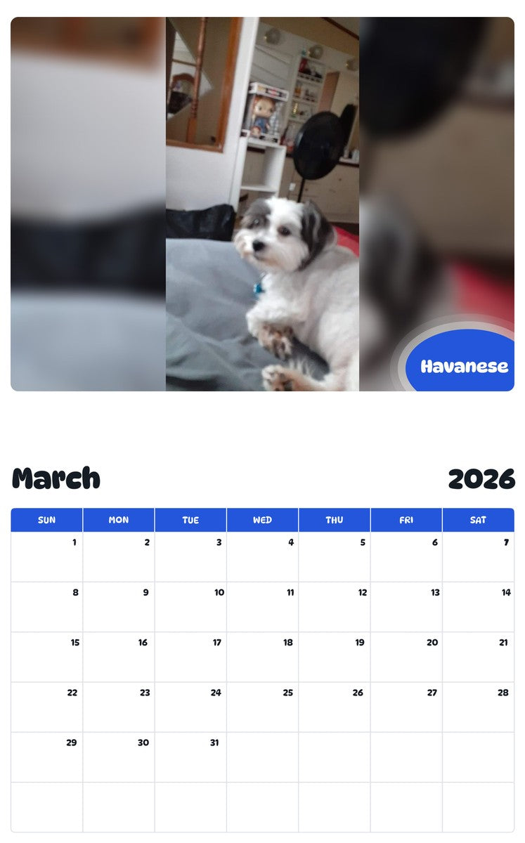 November 2025 - October 2026 Havanese - Pawidols Pet Calendar