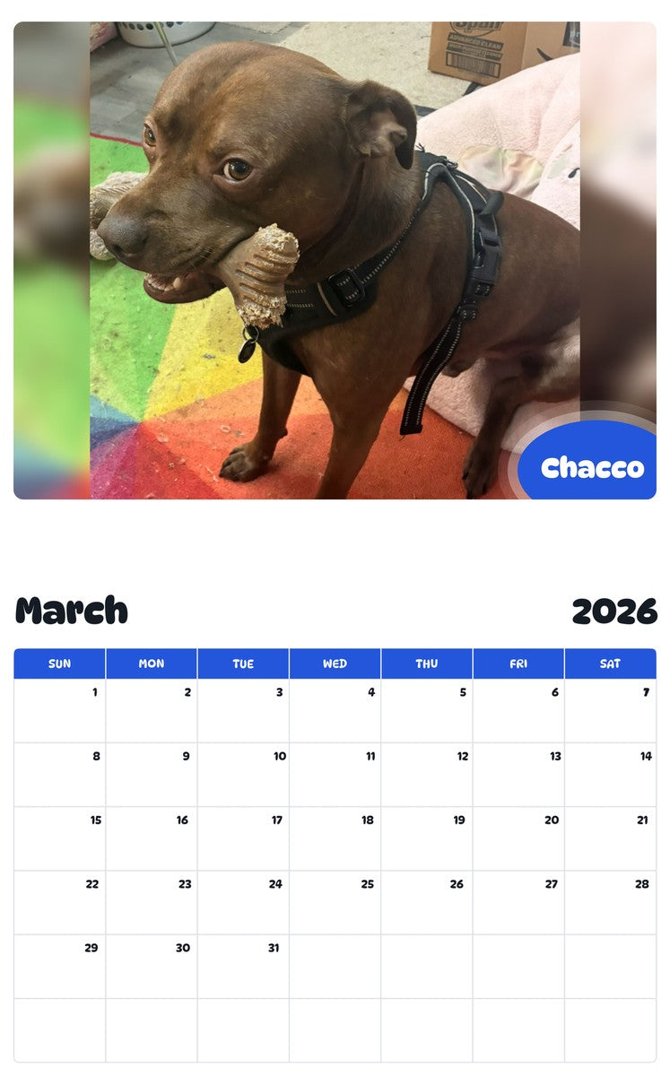 November 2025 - October 2026 Chacco - Pawidols Pet Calendar