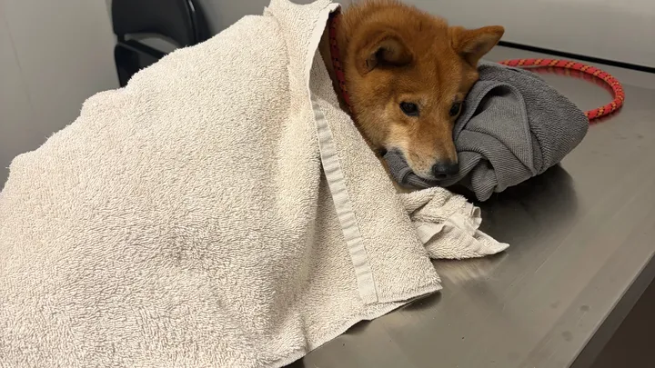 Help Kobe Recover After Dog Attack